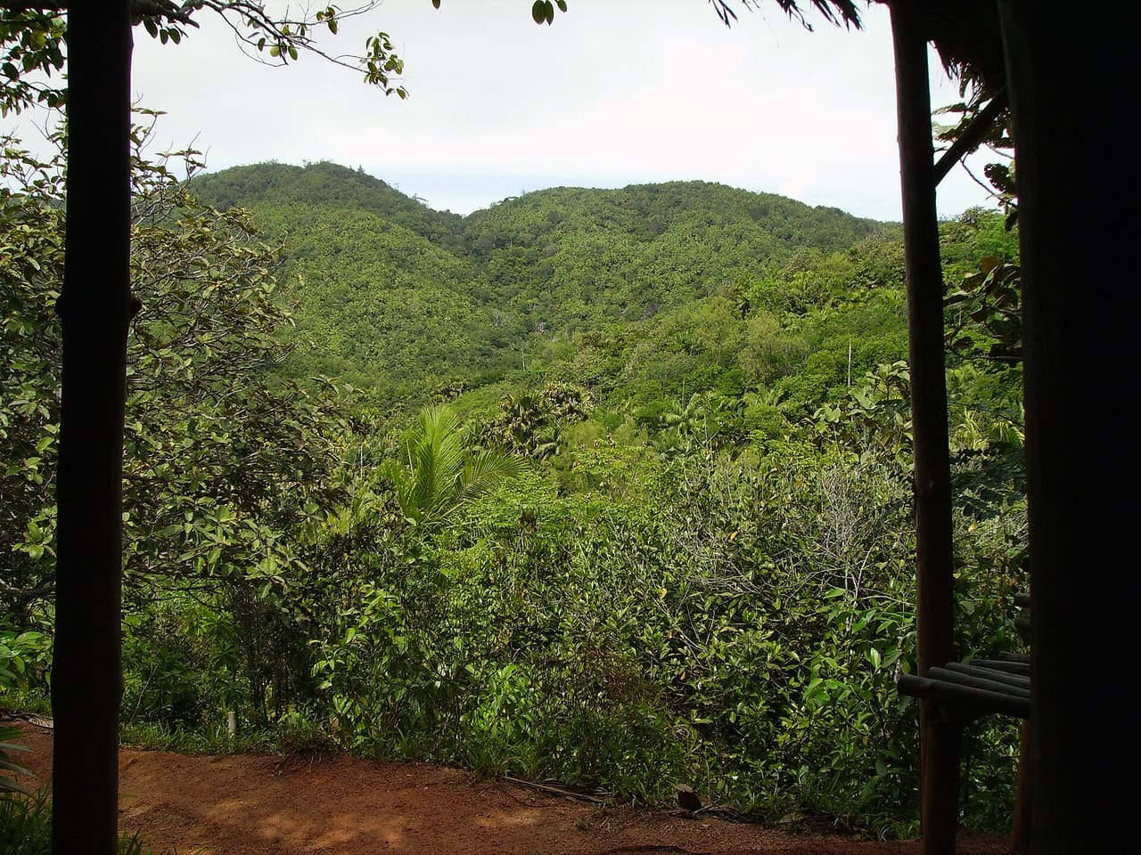 Vallée de Mai palm forest