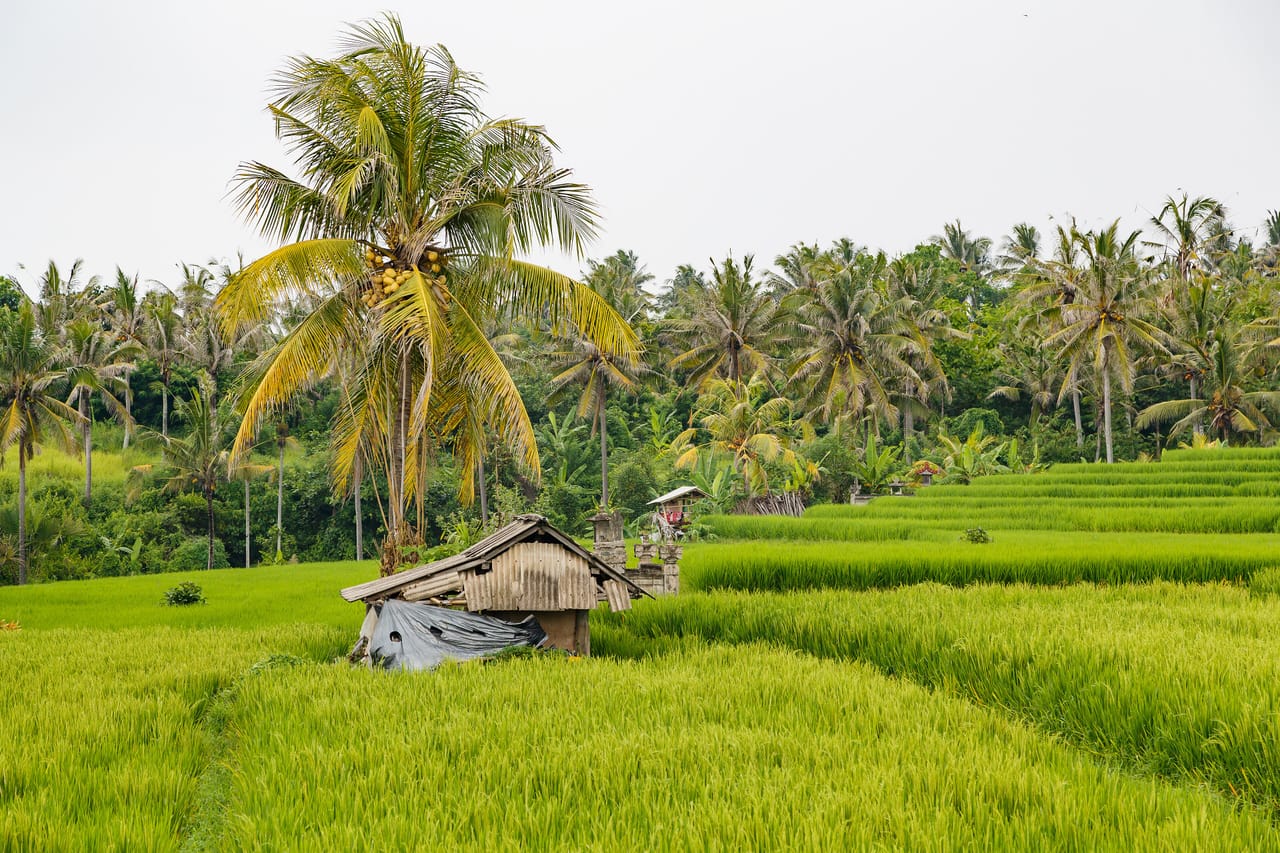 Tabanan-Regency Indonesia Rice-paddies-08