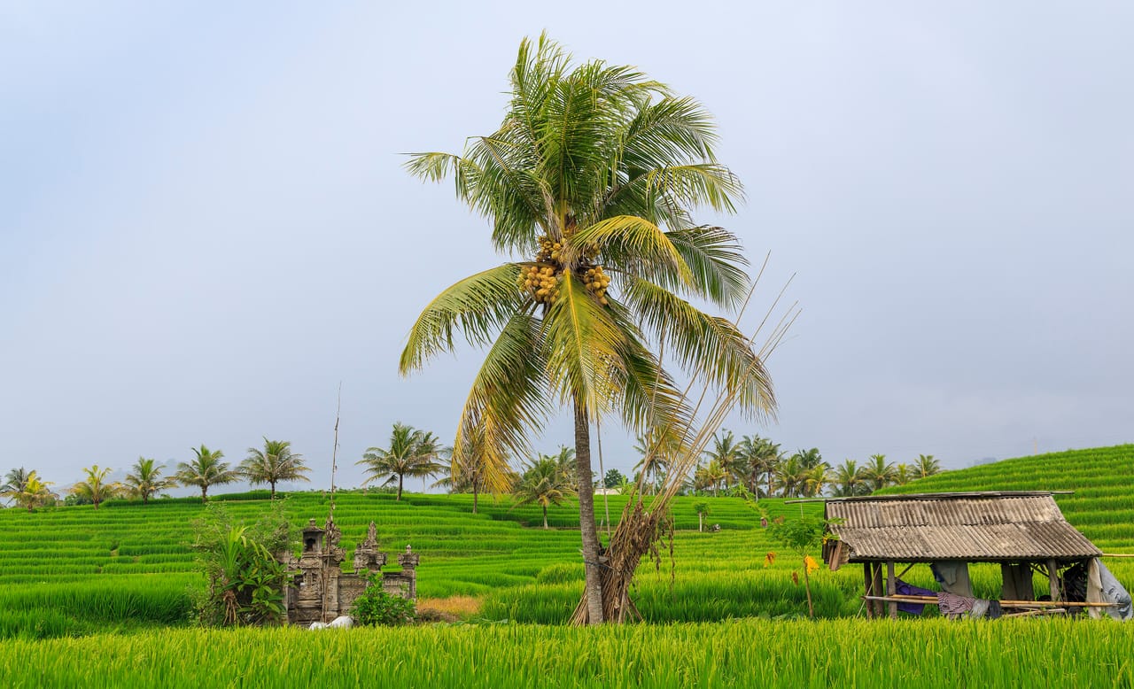 Tabanan-Regency Indonesia Rice-paddies-02