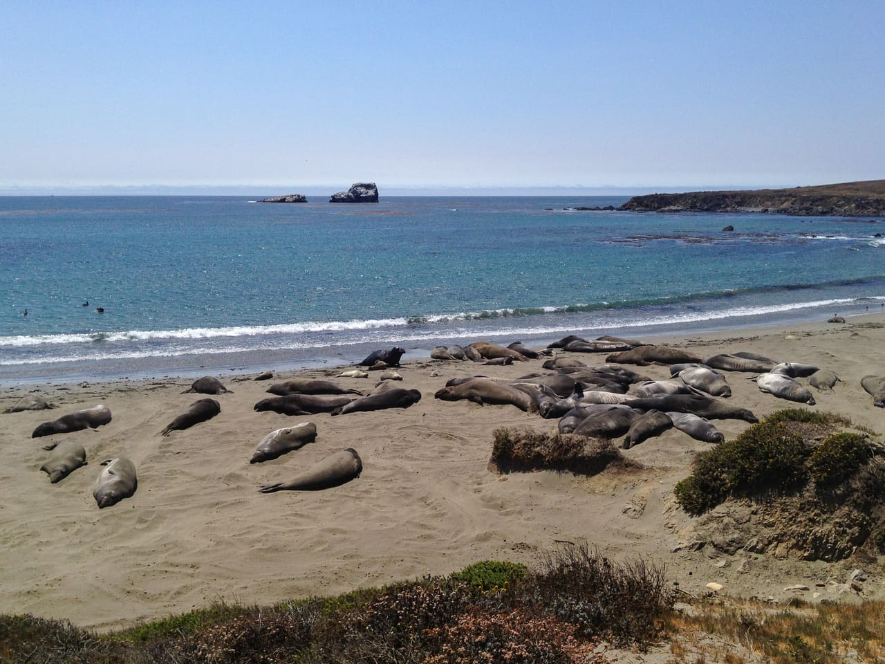 Seelöwen In Kalifornien