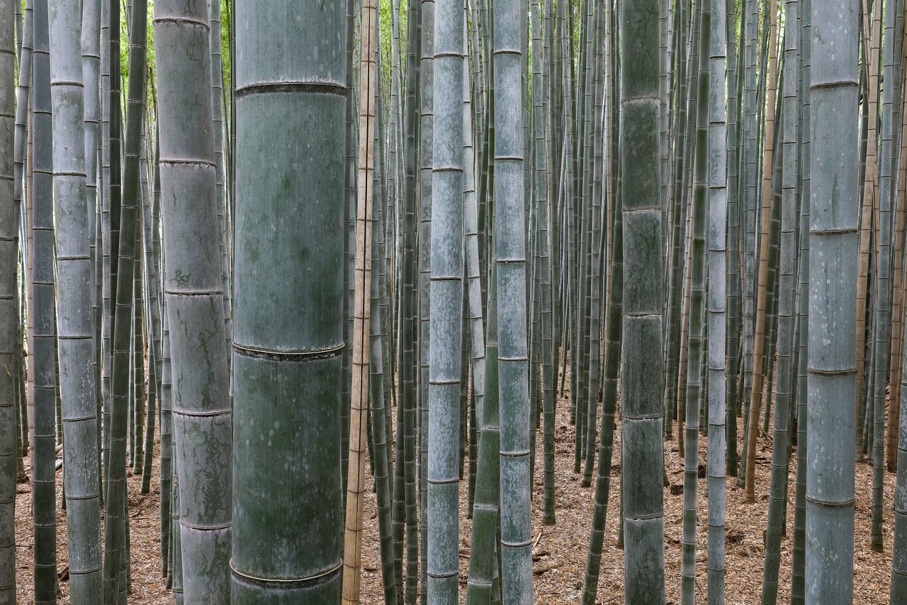 Bamboo Forest, Arashiyama, Kyoto, Japan