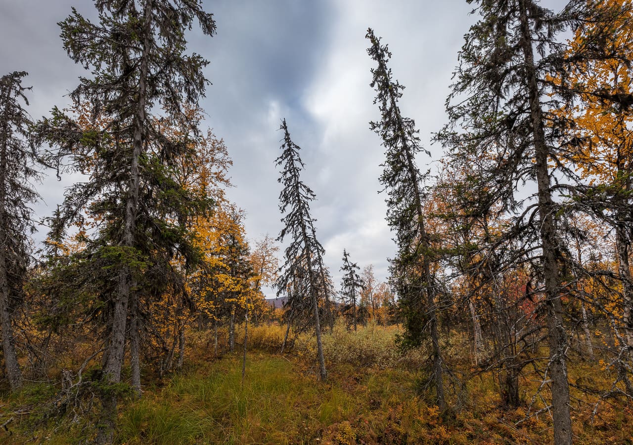 Forest near Punainenhiekka at Pallasjärvi in Pallas-Yllästunturi National Park, Kittilä, Lapland, Finland, 2021 September