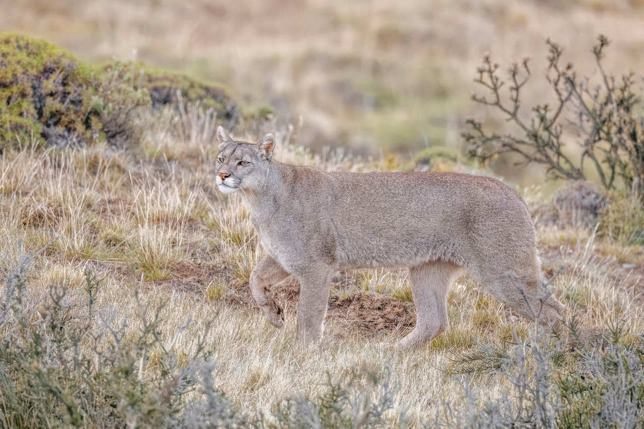 Puma (Puma concolor concolor) female Leona Amarga