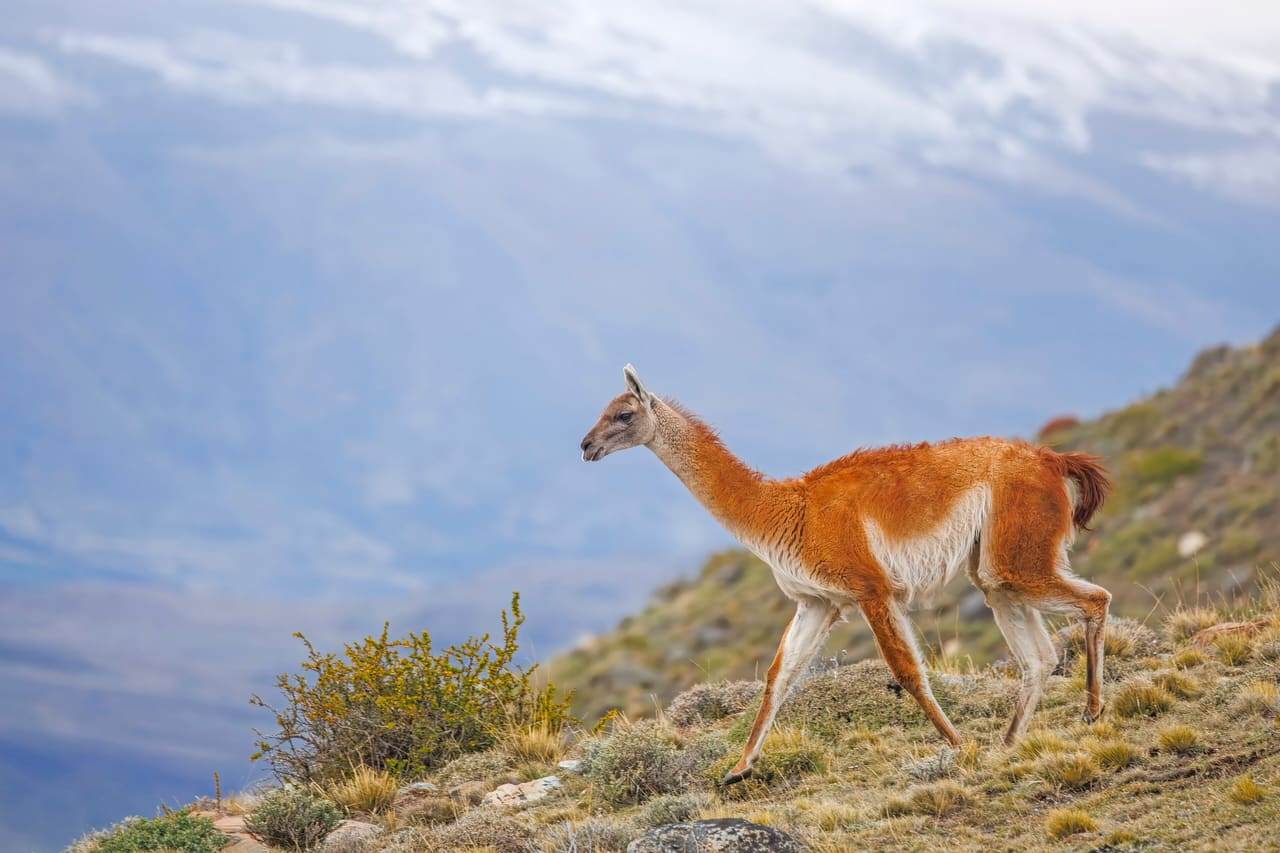 Guanaco (Lama guanicoe) Leona Amarga 3