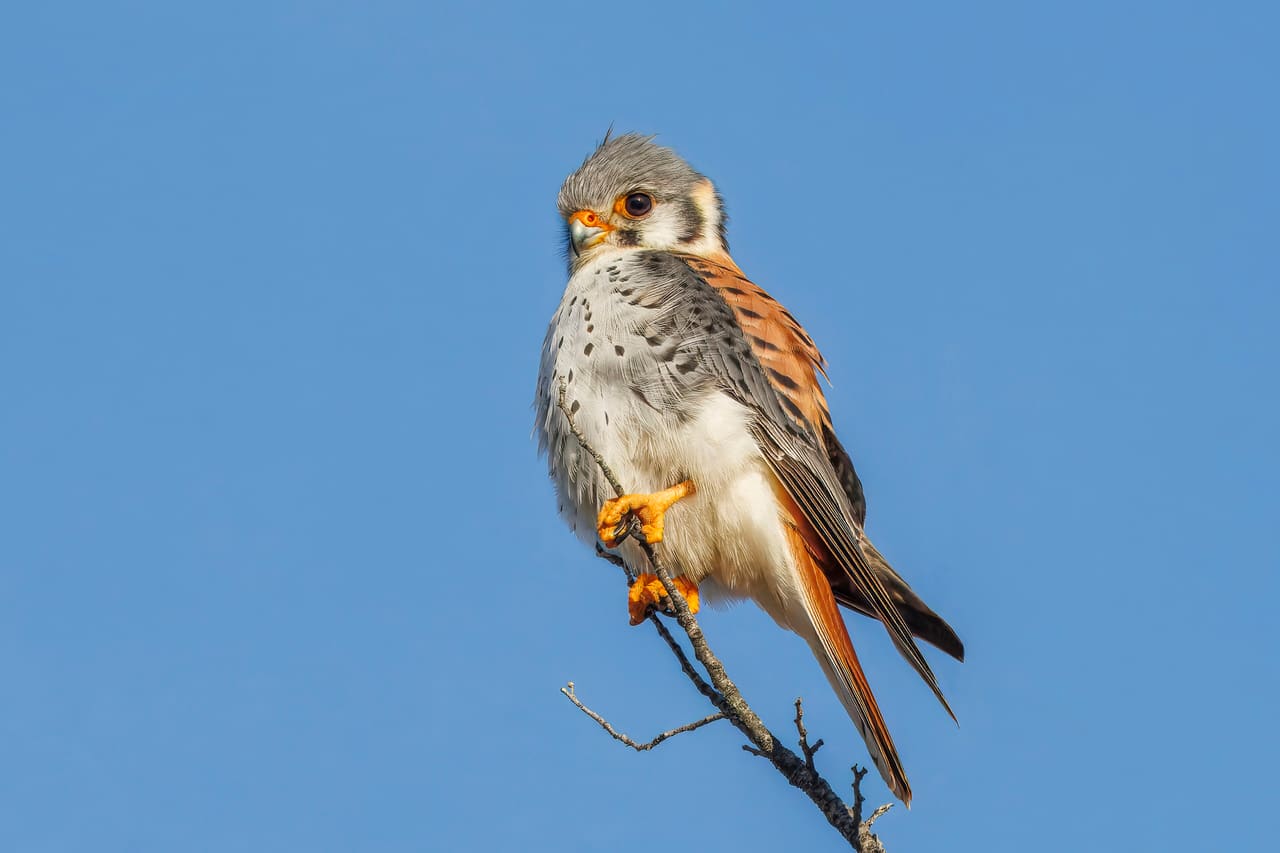 American kestrel (Falco sparverius cinnamominus) male Leona Amarga