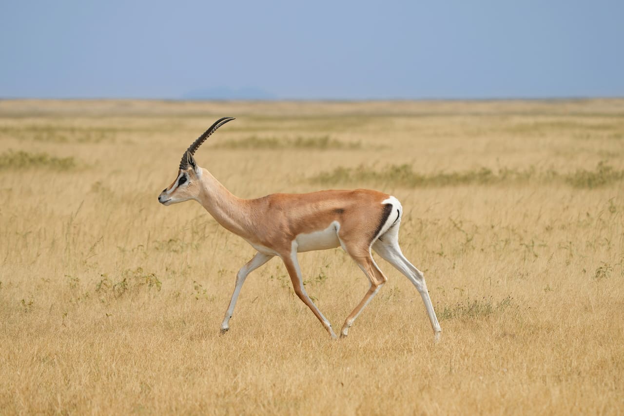 022 Grant's gazelle in the Serengeti National Park Photo by Giles Laurent