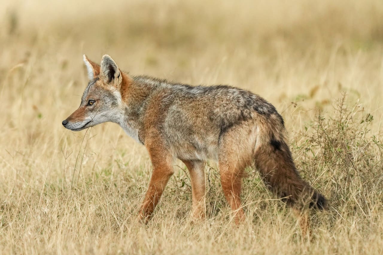 023 African wolf in the Serengeti National Park Photo by Giles Laurent