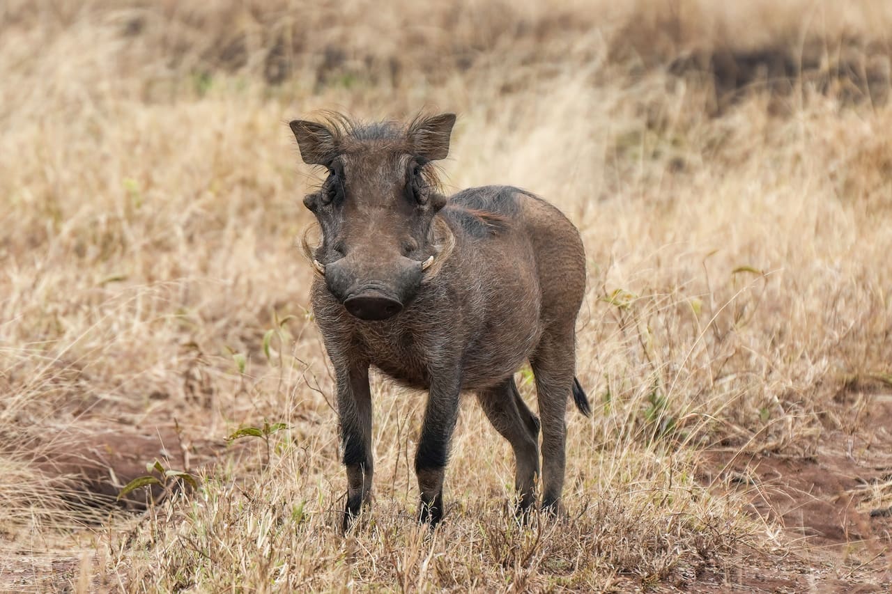 027 Common warthog in the Serengeti National Park Photo by Giles Laurent