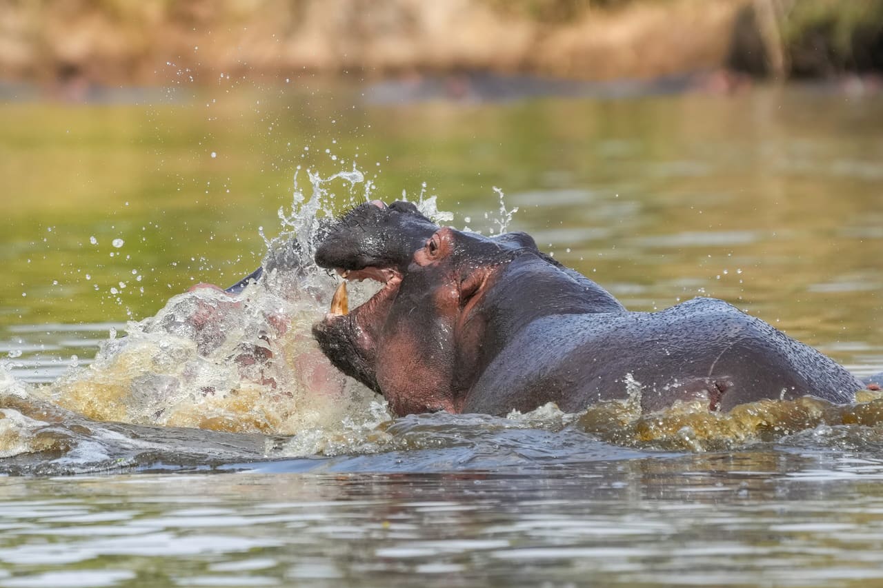 048 Hippopotamus fight in the Serengeti National Park Photo by Giles Laurent